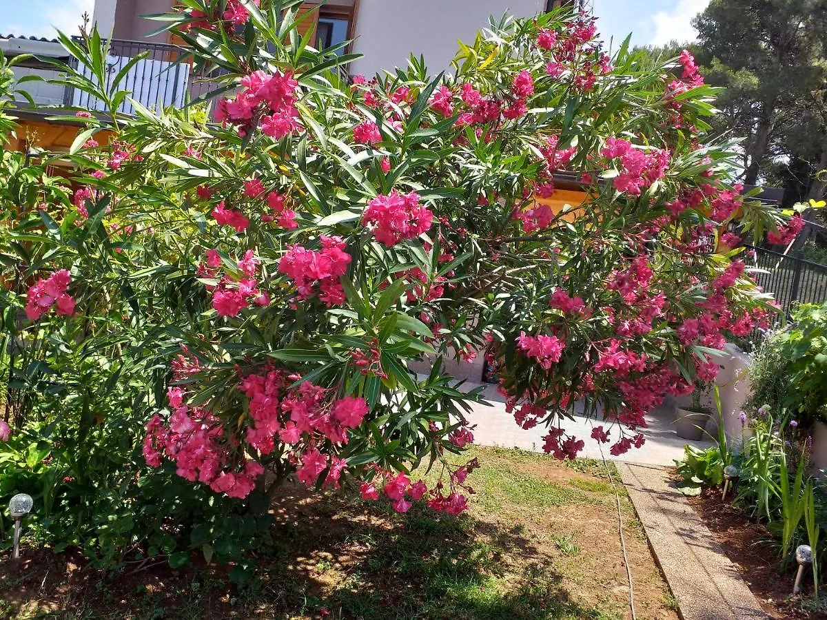 Apartment Jela Medulin Croatia